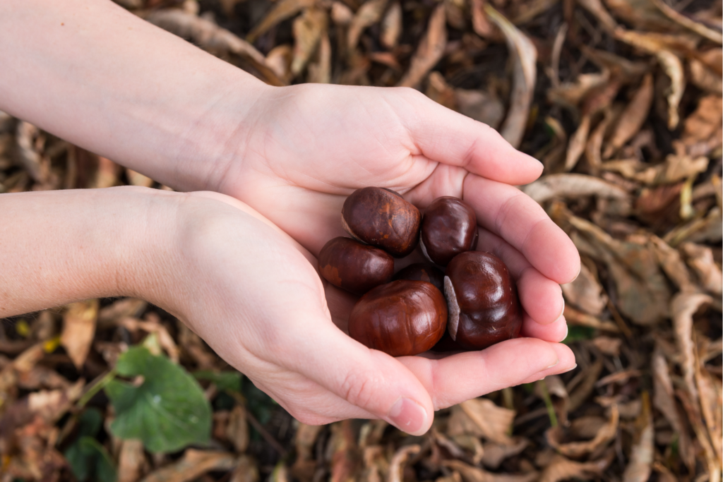 Come assaporare le castagne