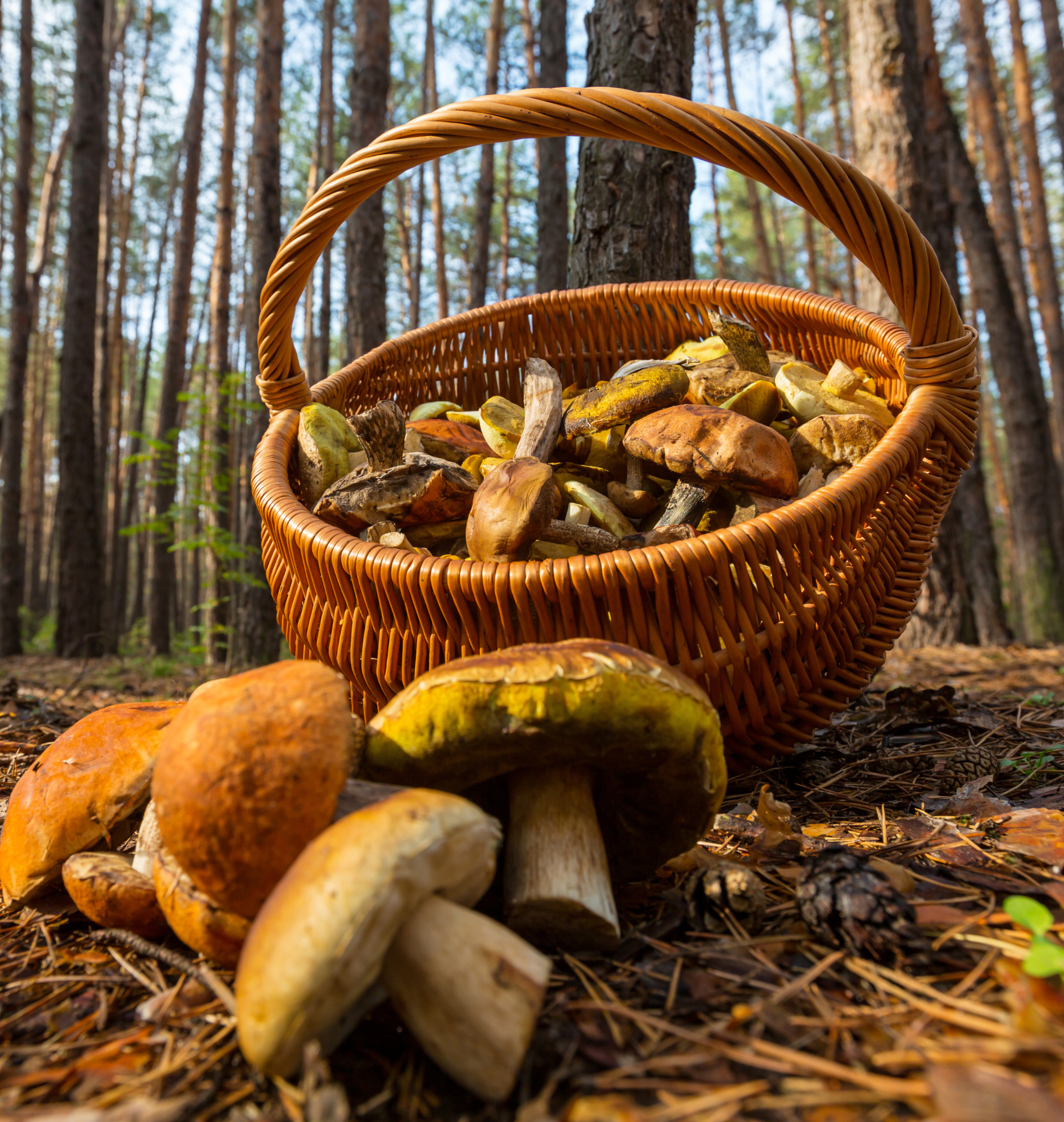 Raccogliere funghi