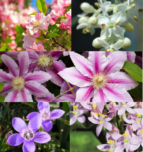 La floriterapia è basata sull’utilizzo di rimedi naturali chiamati fiori di Bach dal nome del medico britannico che li ha scoperti Edward Bach. Questi rimedi lavorano sulle emozioni e sul riequilibrio delle stesse.